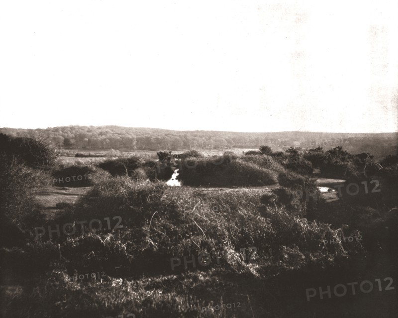 The New Forest, Hampshire, 1894. Creator: Unknown.
