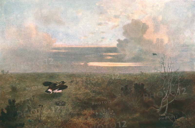 'Disturbed: A Plover Rising from Its Nest, 1879, (c1902).  Creator: Unknown.
