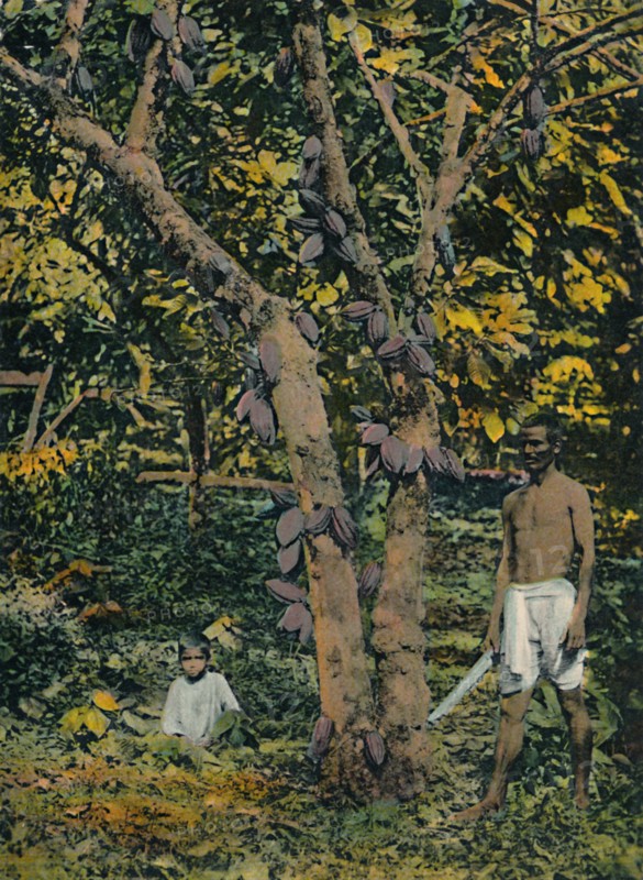 'Cocoa in full bearing', Trinidad and Tobago, c1914. Creator: Unknown.