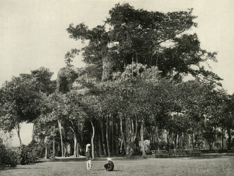 'The Banyan Tree, Barrackpore, 1870', (1925). Creator: Unknown.