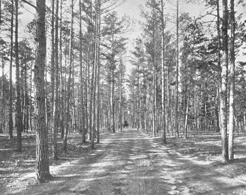 Drive in Piney Woods Park, Lakewood, New Jersey, USA, c1900.  Creator: Unknown.