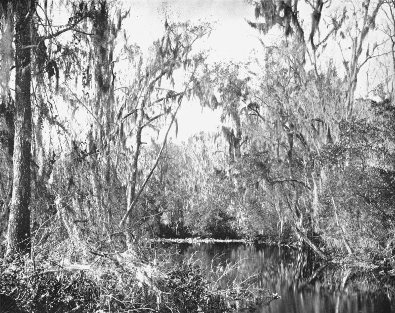 On Governor's Creek, Ocklawaha River, Florida, USA, c1900. Creator: Unknown.