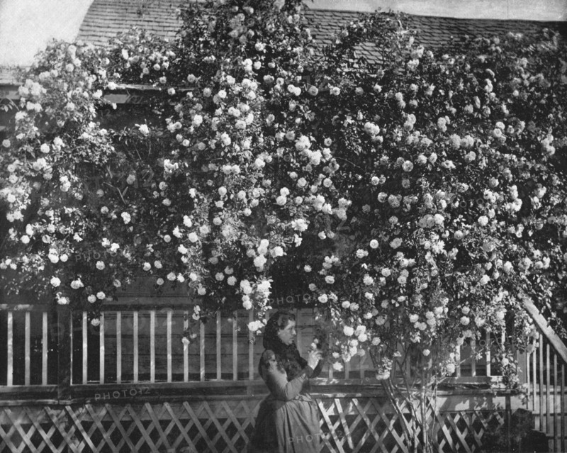 A Rose-Decked Home, Southern California, USA, c1900. Creator: Unknown.