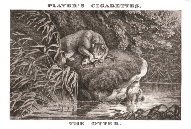 'The Otter', (1924). Creator: Unknown.