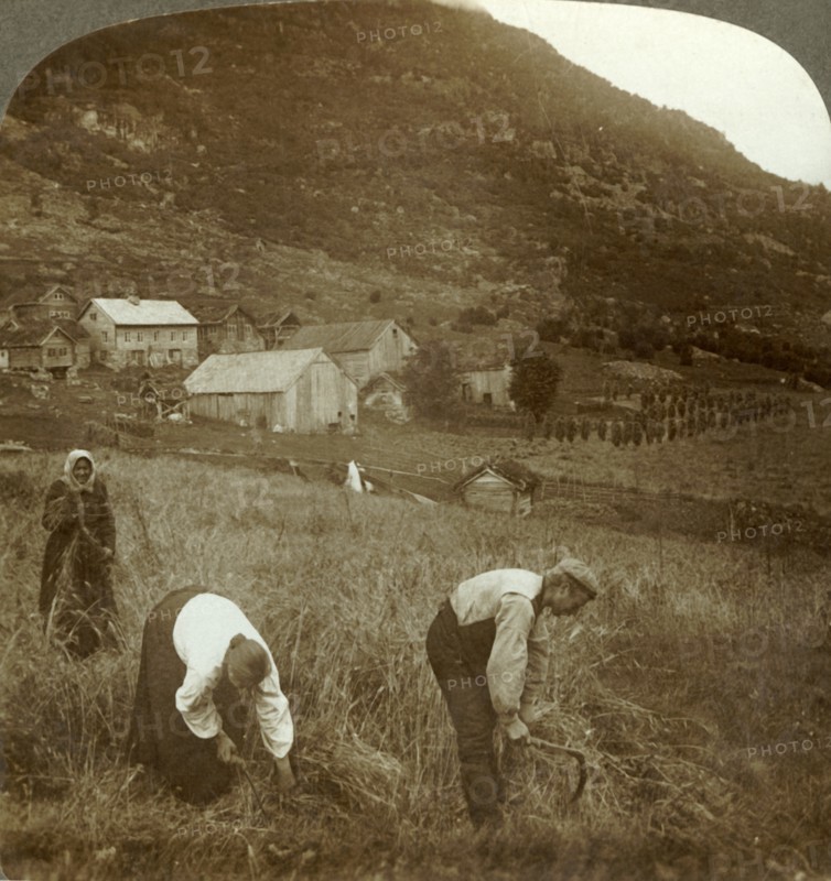 'Harvesting barley on a Mindresunde farm in the valley near Olden, Norway', c1905. Creator: Unknown.