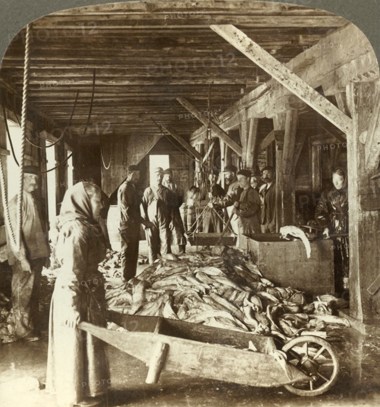 'Receiving fish from sea vessels and packing for export - fish warehouse, Aalesund, Norway',  c1905. Creator: Unknown.