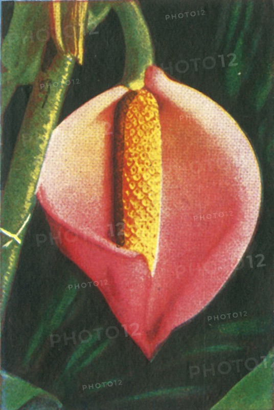 Philodendron, c1928. Creator: Unknown.