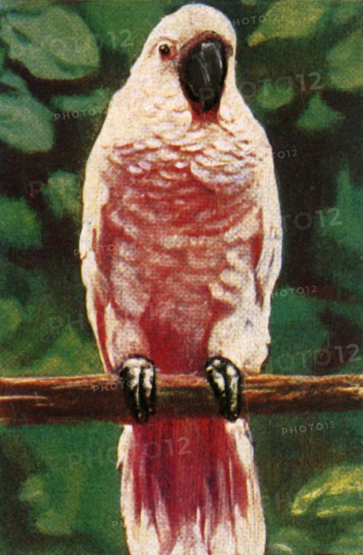 Salmon-crested cockatoo, c1928. Creator: Unknown.
