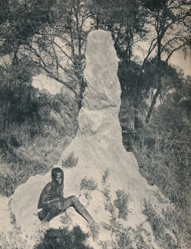 'One of the Giant Ant Heaps peculiar to some districts of South Africa', c1900. Creator: Unknown.