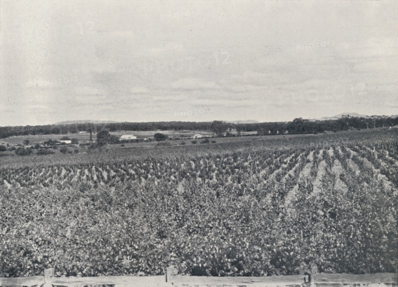 'An Australian Vineyard', 1923. Creator: Unknown.