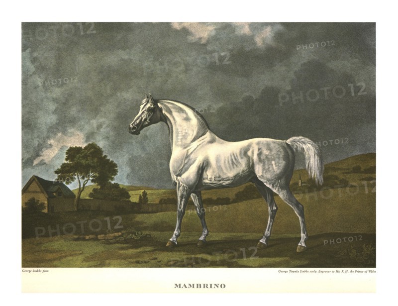 'Mambrino', c1779, (c1955). Creator: Unknown.