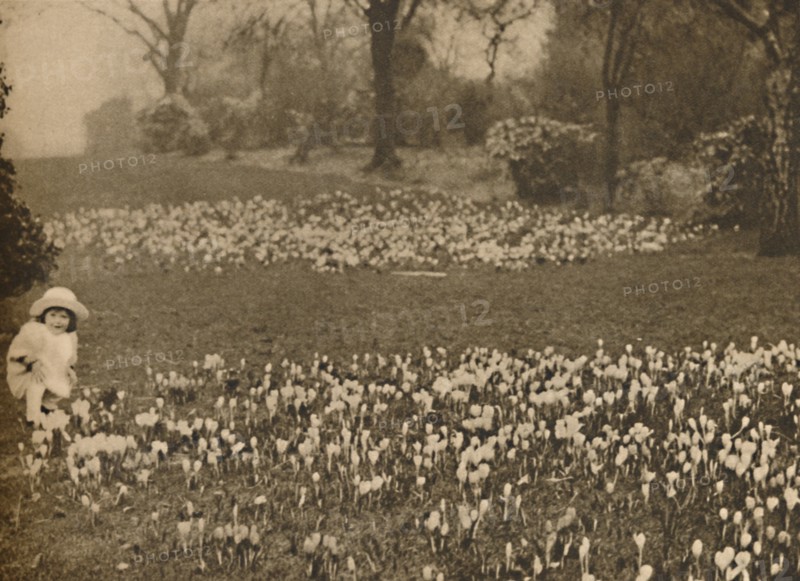 'The Crocus Carpet of Spring', c1935. Creator: Unknown.
