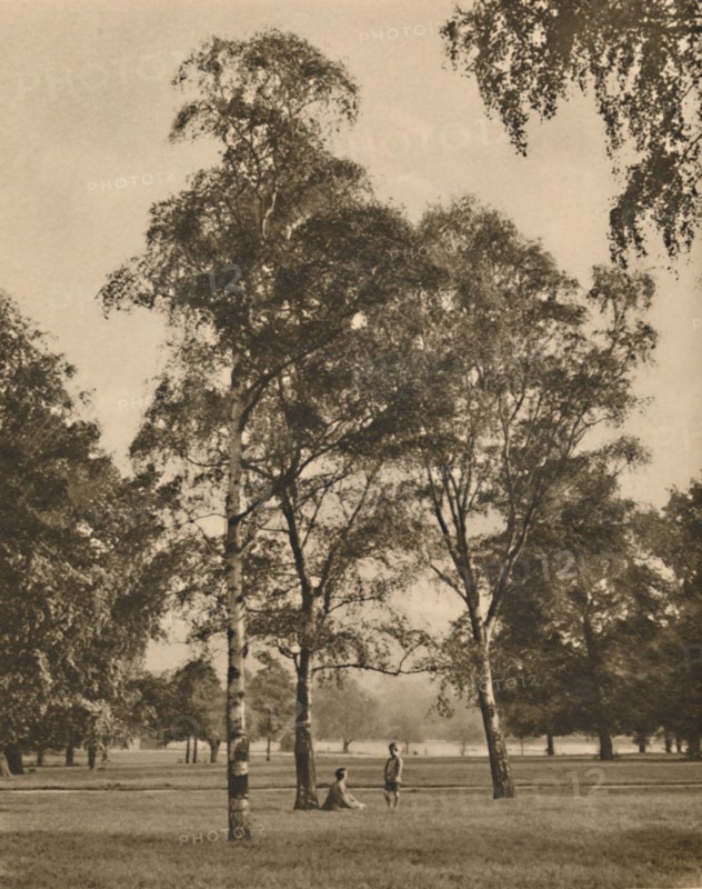'The Lace-Work of the Leaves: A Summer Morning in Hyde Park', c1935. Creator: Donald McLeish.