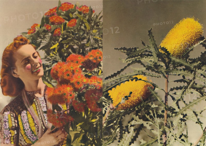 Flowering Gum and Banksia', c1947. Creator: Unknown.