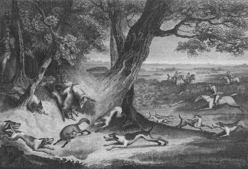 'Death of the Fox', 1793. Creator: Thomas Cook.