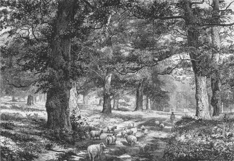 'In Sherwood Forest', c1875. Creator: Josiah Wood Whymper.