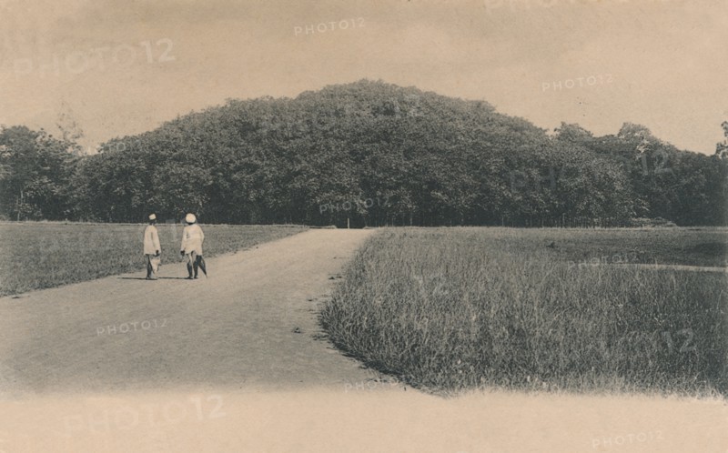 'The Bunyan Tree, Botanical Gardens. Calcutta', 1906. Creator: Johnston & Hoffmann.
