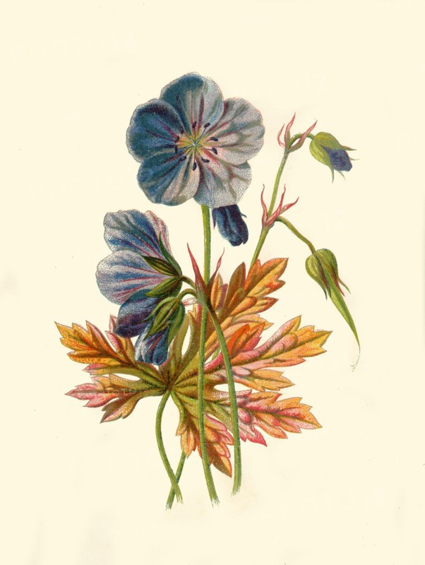 'Meadow Crane's-Bill', 1877. Creator: Frederick Edward Hulme.