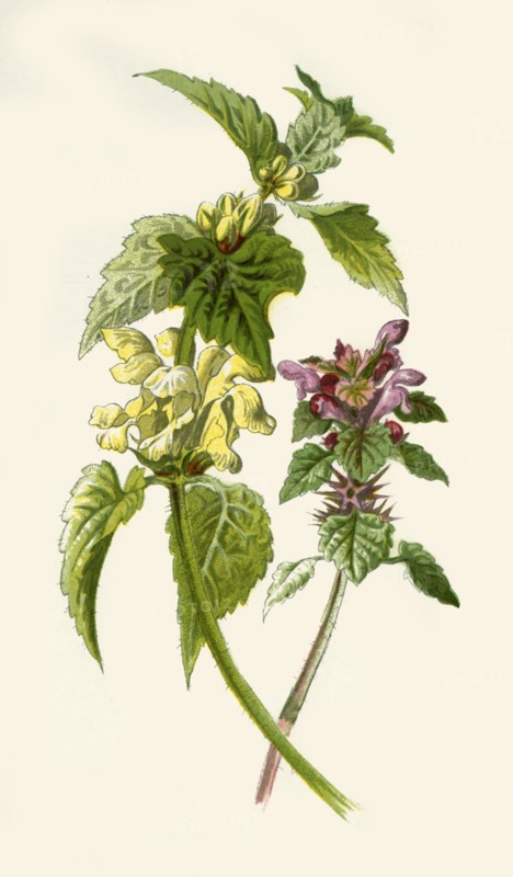 'Dead-Nettle - Red & White', 1877. Creator: Frederick Edward Hulme.