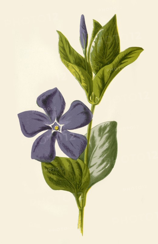 'Periwinkle', 1877. Creator: Frederick Edward Hulme.