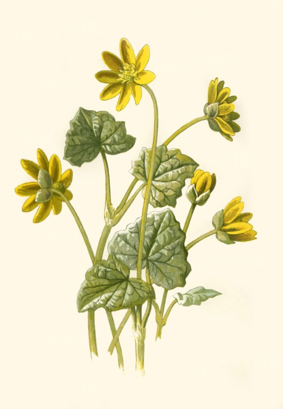 'Lesser Celandine', 1877. Creator: Frederick Edward Hulme.