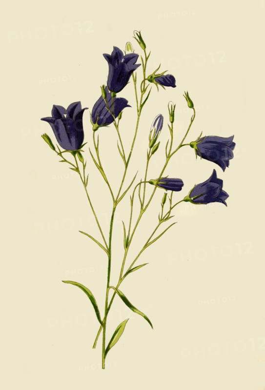 'Harebell', 1877. Creator: Frederick Edward Hulme.