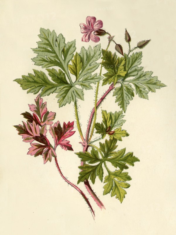'Herb-Robert', 1877. Creator: Frederick Edward Hulme.
