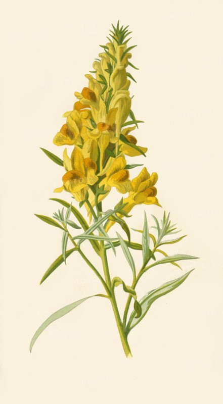 'Toadflax', 1877. Creator: Frederick Edward Hulme.