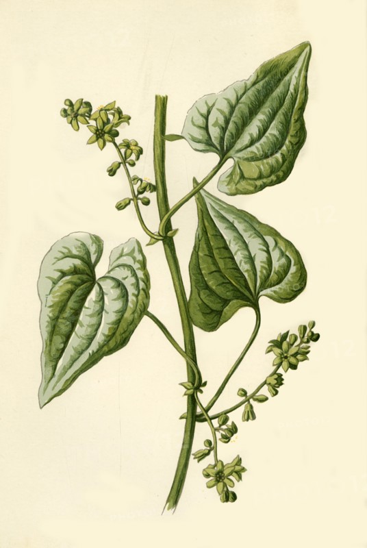 'Black Bryony', 1877. Creator: Frederick Edward Hulme.