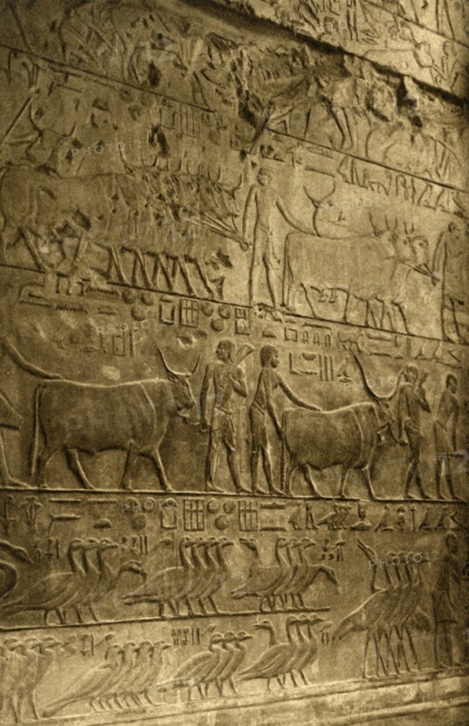 'Saqqara - Tomb of Ptahotep - Mural Decoration', c1918-c1939. Creator: Unknown.