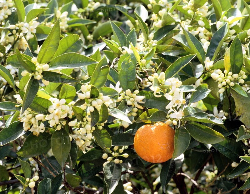 Blossom and fruit on an orange tree, Majorca, Spain