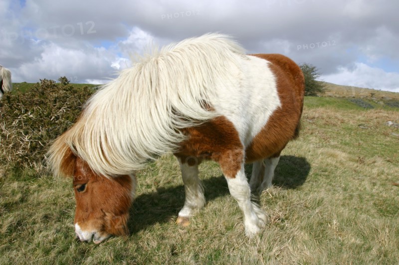 Dartmoor Pony, Dartmoor, Devon