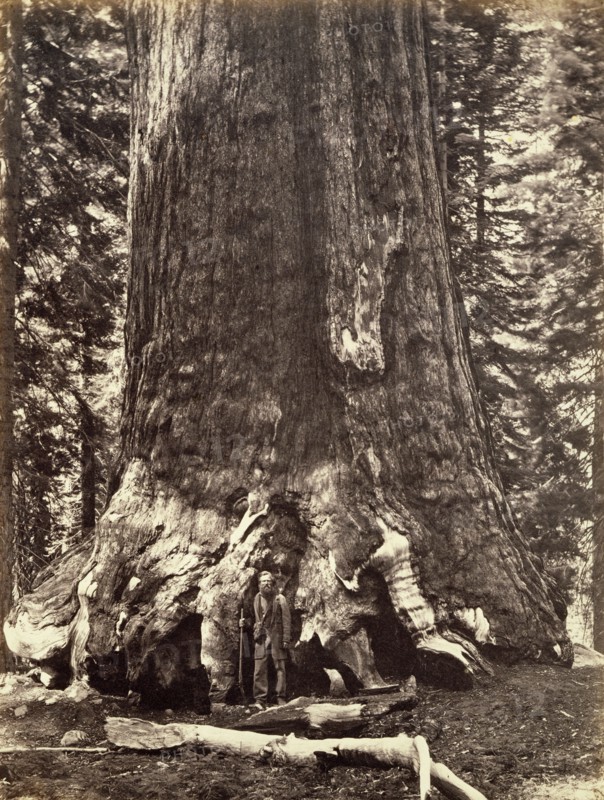 Base of the Grizzly Giant, Giant Sequoia tree, Yosemite, California, 1868. Artist: Carleton Emmons Watkins