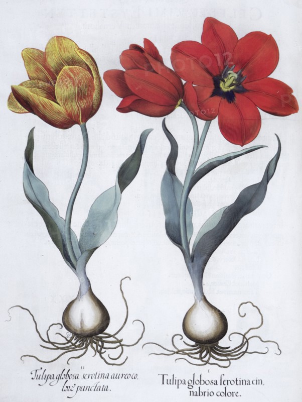 Tulips, 1613. Artist: Unknown