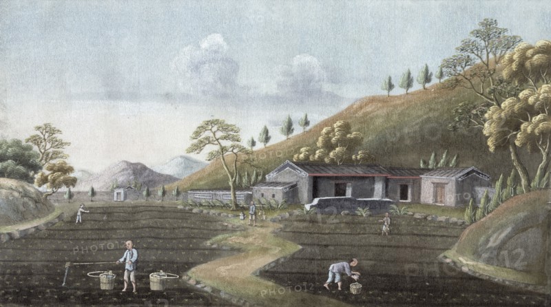 Tea planting, China, 19th century. Artist: Unknown