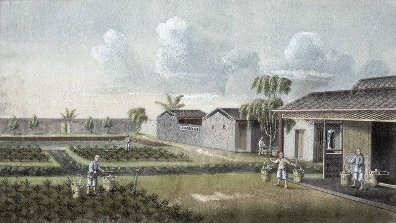 Watering tea plants, China, 19th century. Artist: Unknown