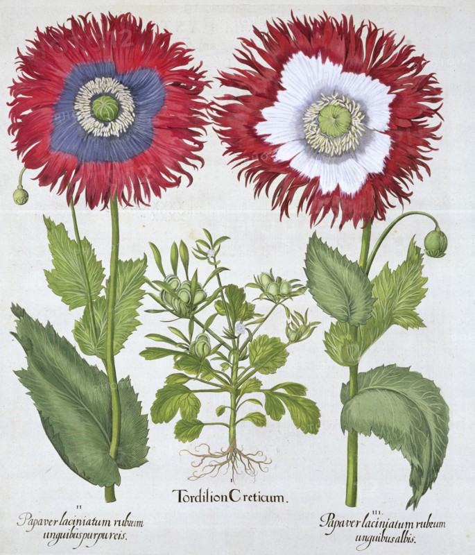 Ornamental poppies, 1613. Artist: Unknown