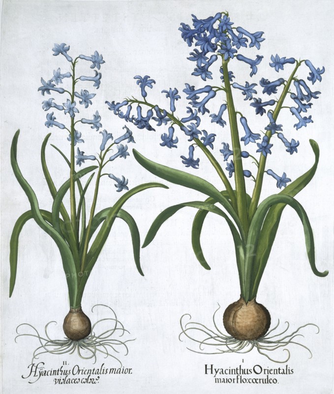 Two blue hyacinths, 1613. Artist: Unknown