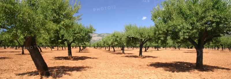 Almond trees, Mallorca, Spain.