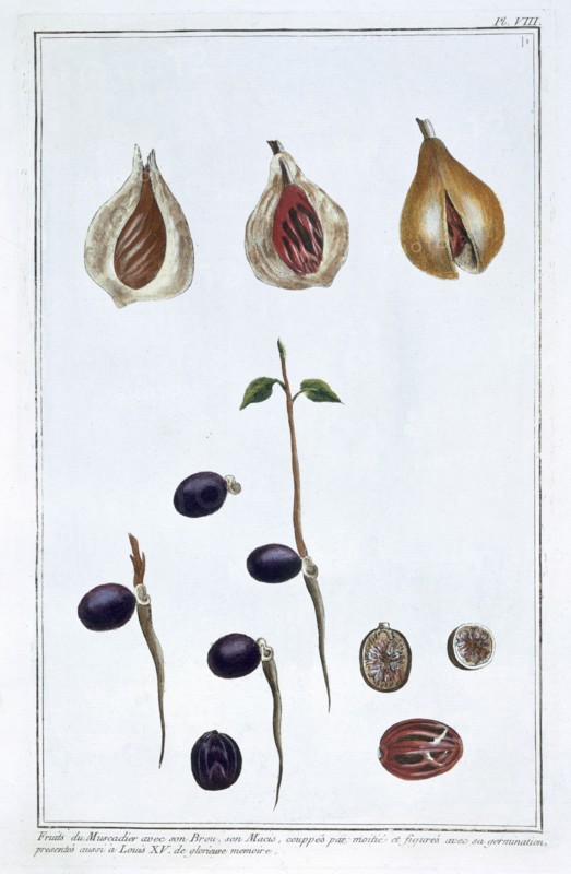 Nutmeg, c1751-1807. Artist: Pierre Joseph Buchoz