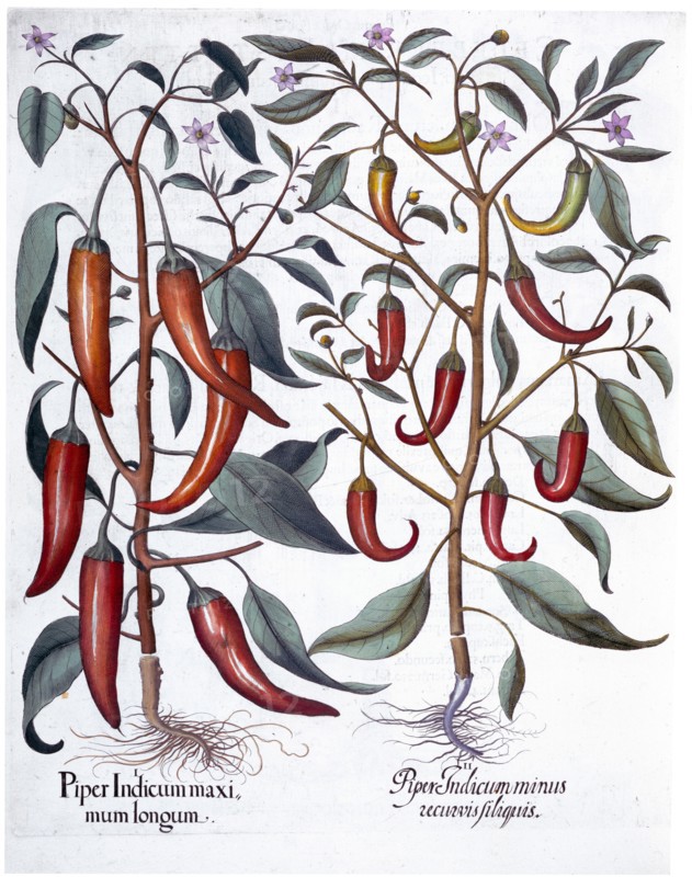 Peppers, 1613. Artist: Unknown
