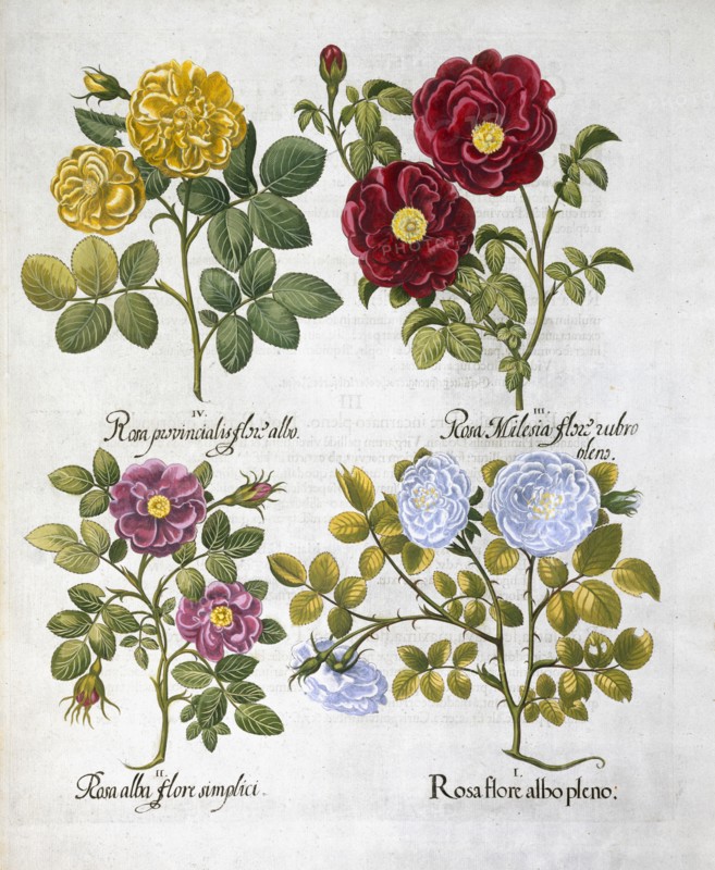 Roses, 1613. Artist: Unknown