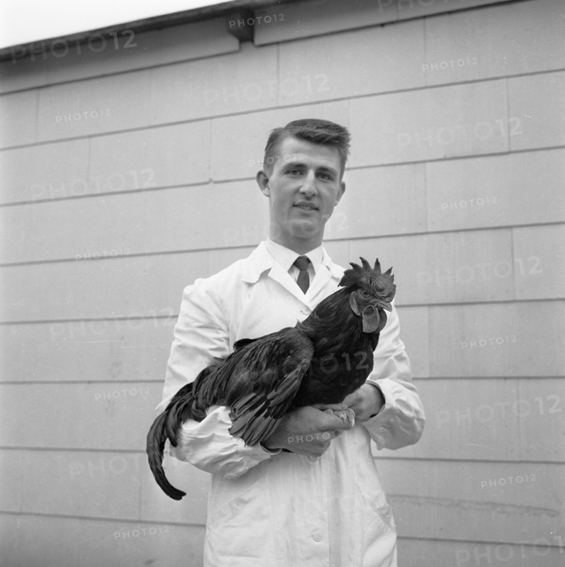 Man with a rooster, 1959. Artist: Unknown