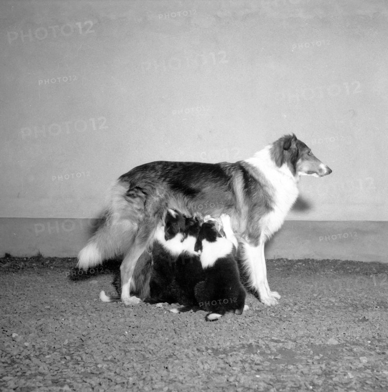 A collie with three suckling puppies, Sweden, 1954. Artist: Unknown