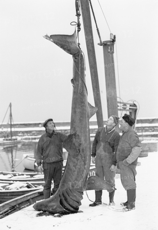 Unusual catch from the Öresund; a basking shark, Landskrona, Sweden, 1965. Artist: Unknown