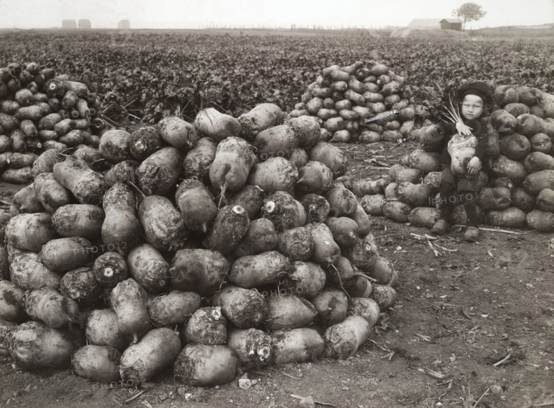A little girl with piles of harvested turnips, near Landskrona, Sweden, 1910. Artist: Unknown