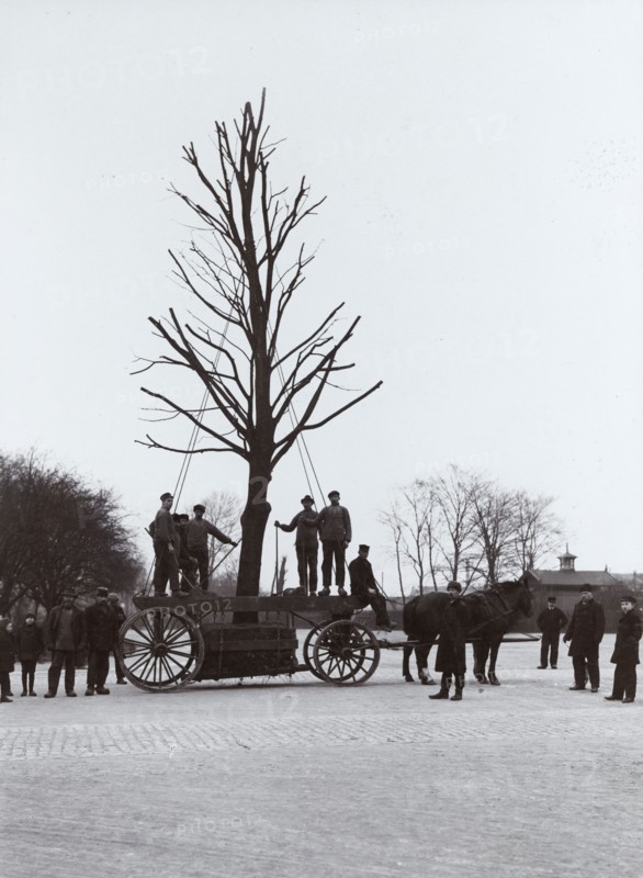 A tree is moved from the railway station to an avenue, Landskrona, Sweden, 1916. Artist: Unknown