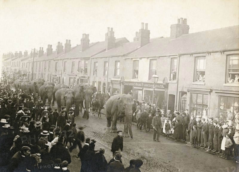 Parade of Barnum and Bailey's Circus elephants, Chesterfield, Derbyshire, 1899. Artist: Unknown
