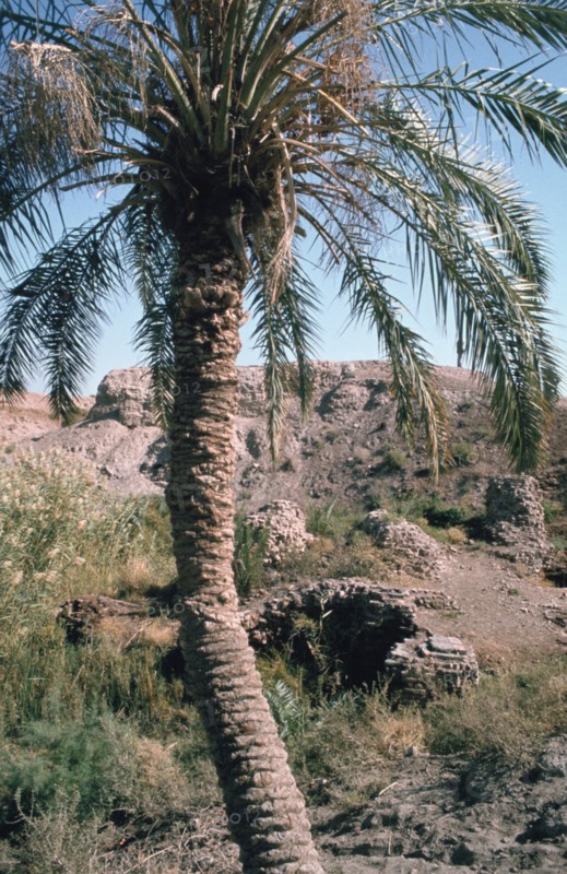 Palm tree below Lion of Babylon, Iraq, 1977.