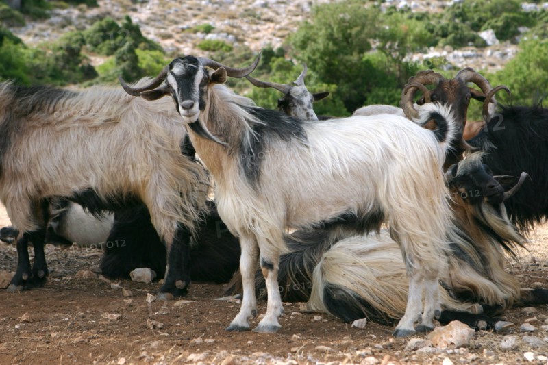 Goats, Kefalonia, Greece.